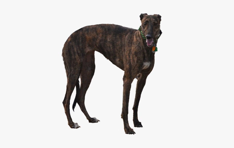 Polish-greyhound - Greyhound Dog Png, Transparent Clipart