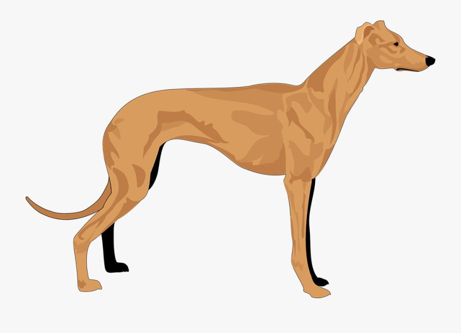 Dog, Grey, Pet, Hound, Animal, Mammal, Fur, Breed - Hound Clipart, Transparent Clipart