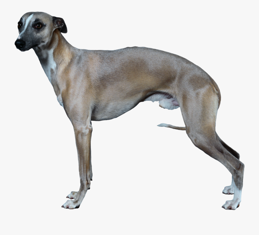 Clip Art Long Haired Greyhound Whippet Free Transparent