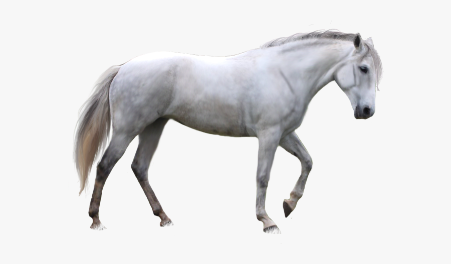 Free Download Of Horse Icon Clipart - Running White Horse Transparent Background, Transparent Clipart