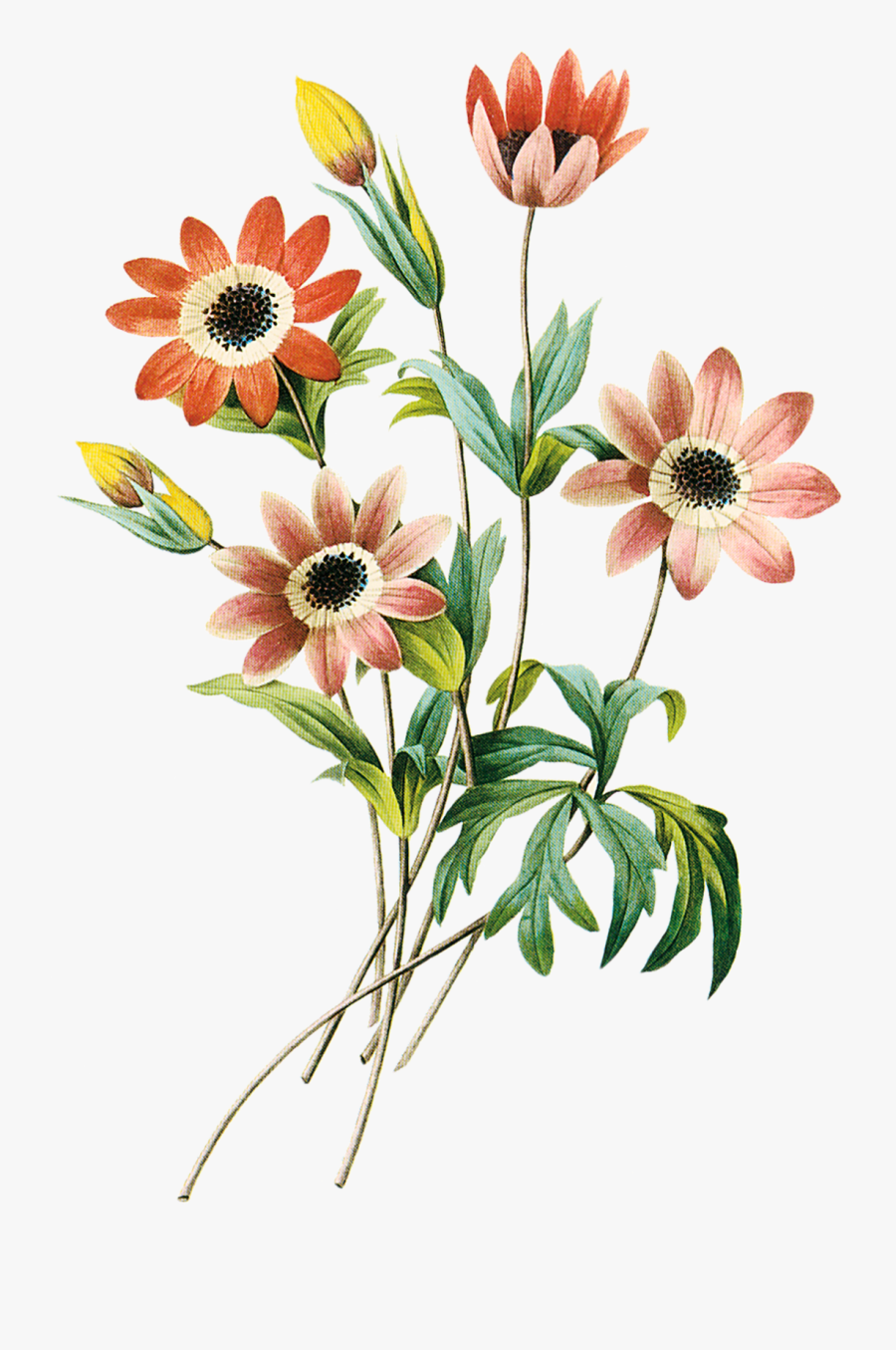 Clipart Grátis Flores - Flower Colored Pencil Drawings, Transparent Clipart