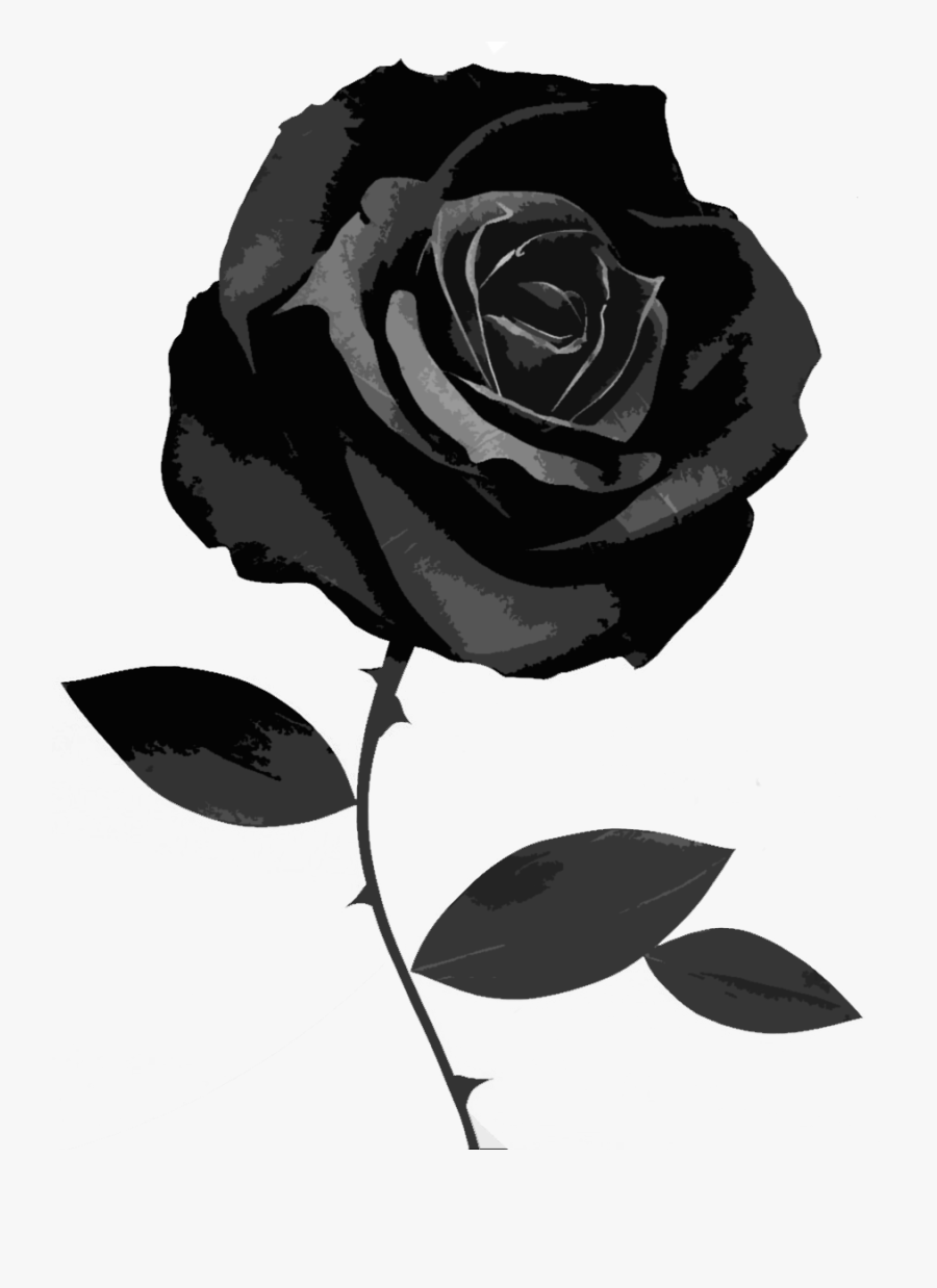 Black And White Rose Wallpaper - Black Rose White Background, Transparent Clipart