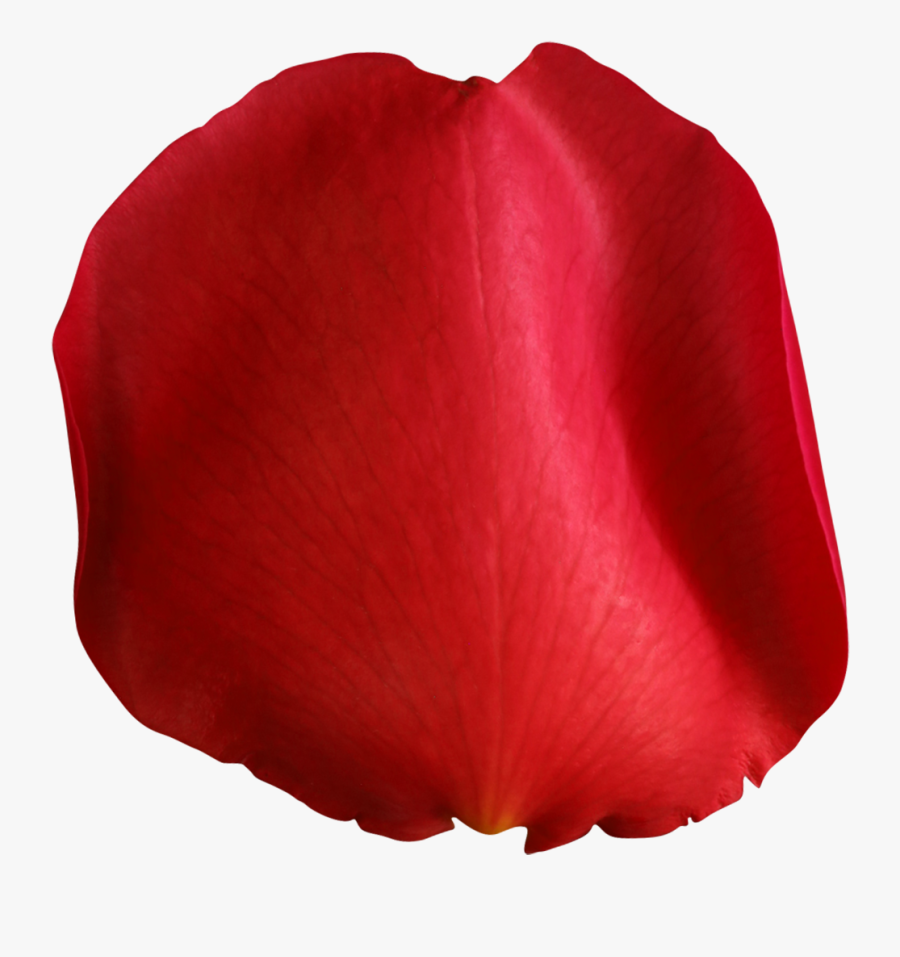 Pin By On Rose Petals, Art - Rose Petal Transparent Background, Transparent Clipart
