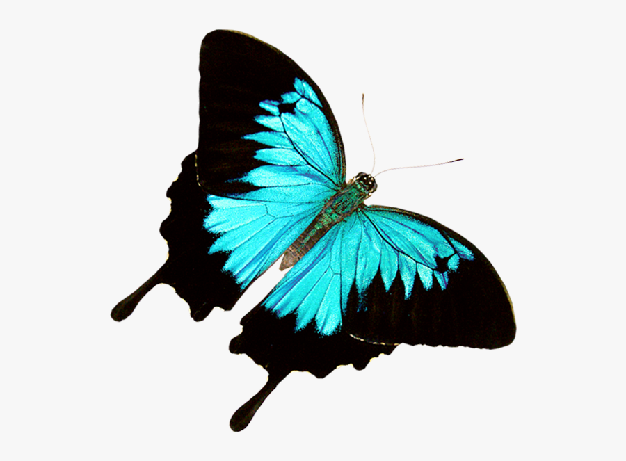Free Download Butterfly World Â€“ Where 20,000 Exotic - Exotic Butterflies, Transparent Clipart