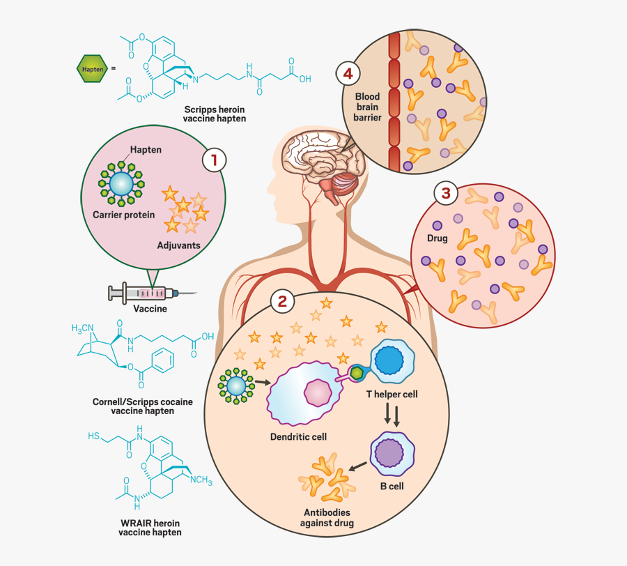 Medication Clipart Vaccination - Blood Brain Barrier And Nicotine, Transparent Clipart