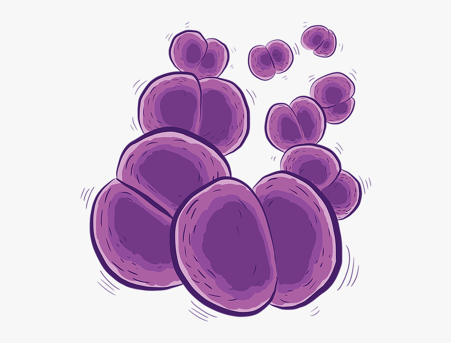 Meningitis Bacteria Png, Transparent Clipart
