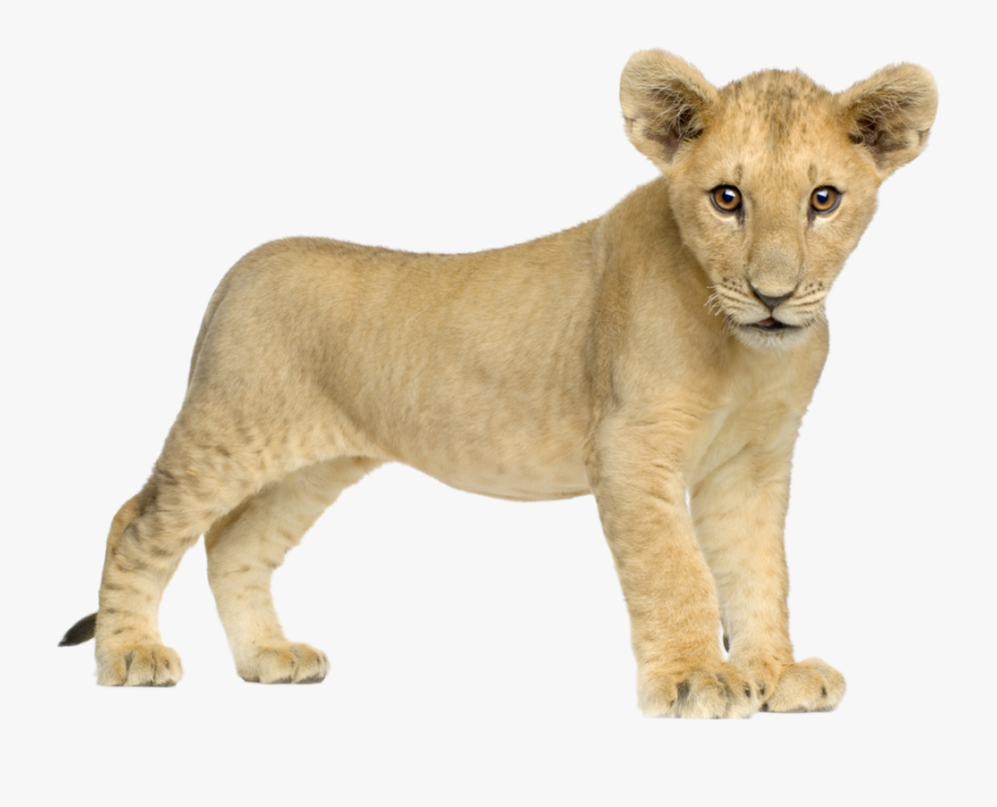 Baby Lion Png, Transparent Clipart