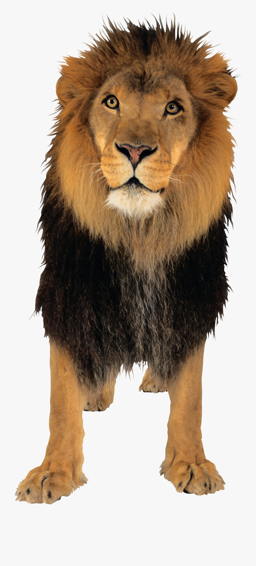 Lion Png Png Images - Lion Png, Transparent Clipart