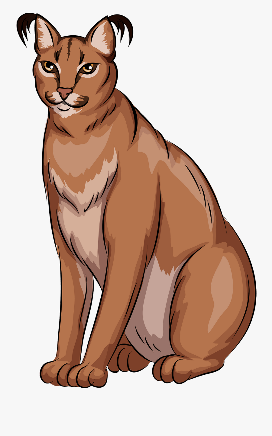 Abyssinian, Transparent Clipart