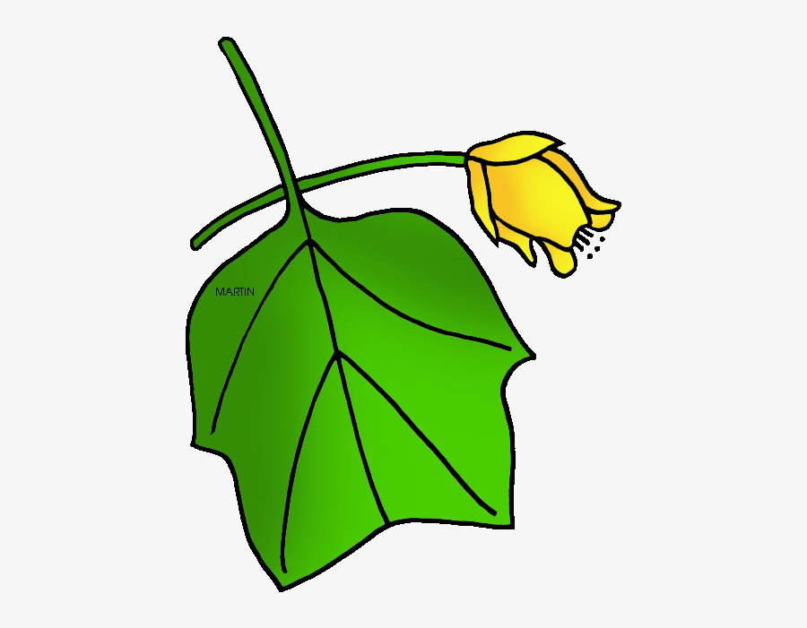 State Tree Of Kentucky - Tulip Poplar Clip Art, Transparent Clipart