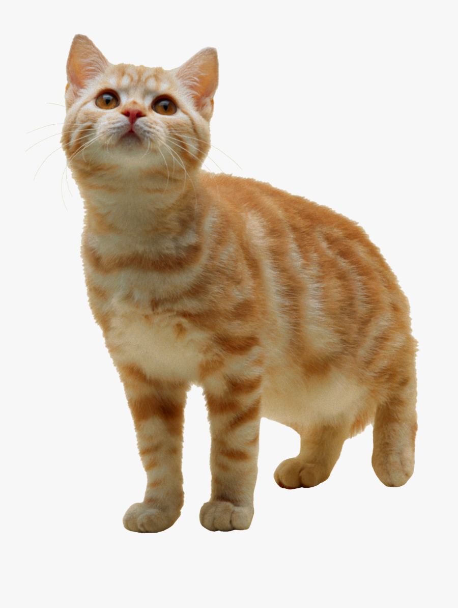 Cat Png Png Image - Cat Png, Transparent Clipart