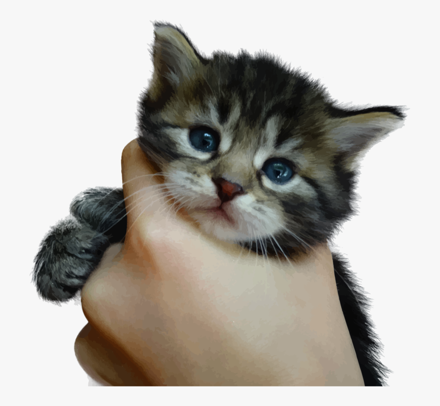 Clip Art Bengal Cat Cornish Rex - Png Cute Kitten, Transparent Clipart