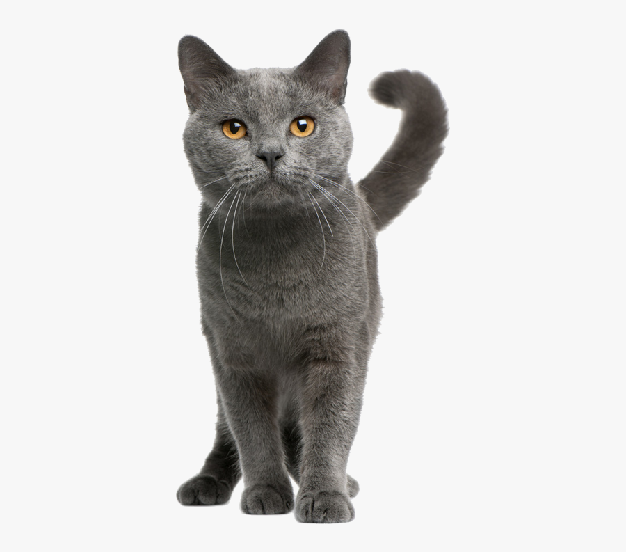 Kitten Maine British Coon Shorthair Cat Chartreux Clipart - Grey Cat Breed, Transparent Clipart