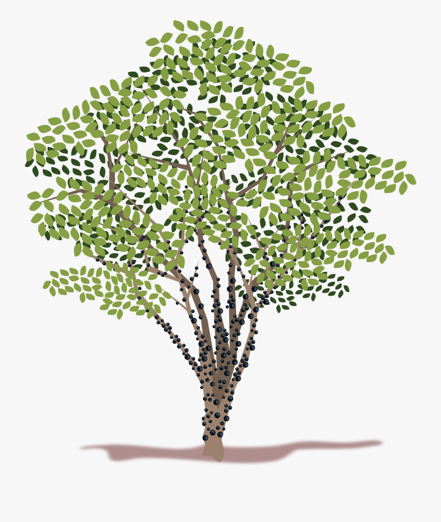 Spring Tree Vector Clipart - Jabuticabeira Png, Transparent Clipart