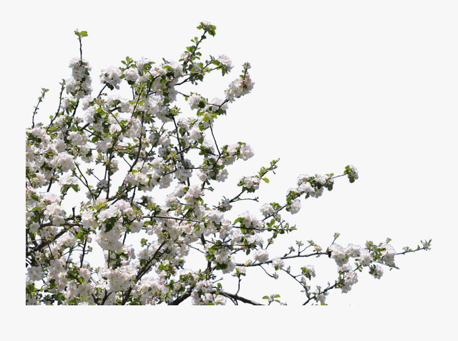 White Flower Flower Tree Clipart - Transparent Flower Tree Png, Transparent Clipart
