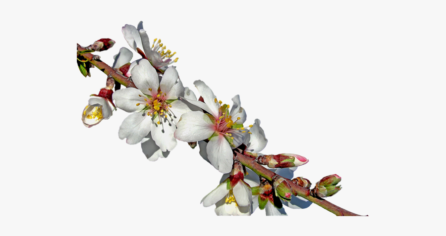 Clip Art Blooming Almond Tree - Mandorlo Png, Transparent Clipart