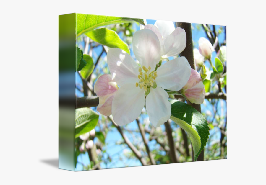 Transparent Spring Apple Tree - Evergreen Rose, Transparent Clipart