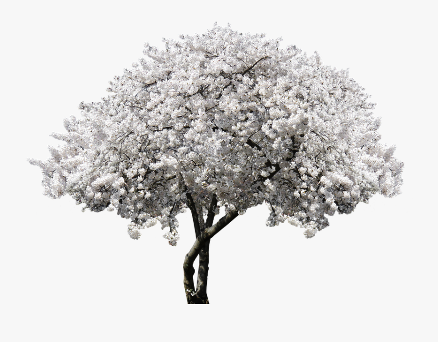 Nature, Tree, Blossom, Bloom, Cherry, Blossom, Spring - White Cherry Blossom Tree Png, Transparent Clipart