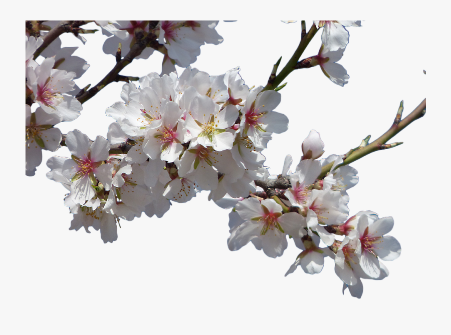 Transparent Cherry Blossom Tree Clipart - Flower Plant Transparent Png, Transparent Clipart