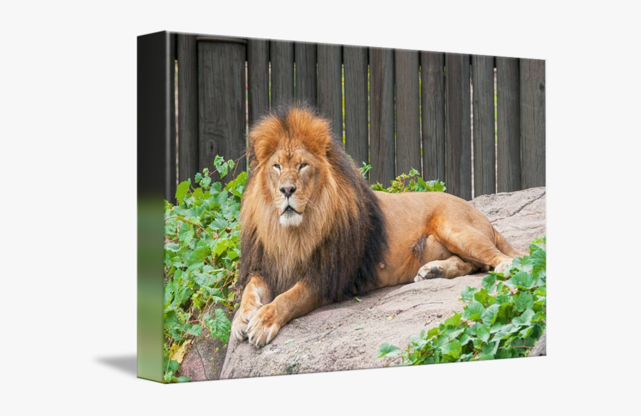 Clip Art Lion Resting - Resting Lion, Transparent Clipart