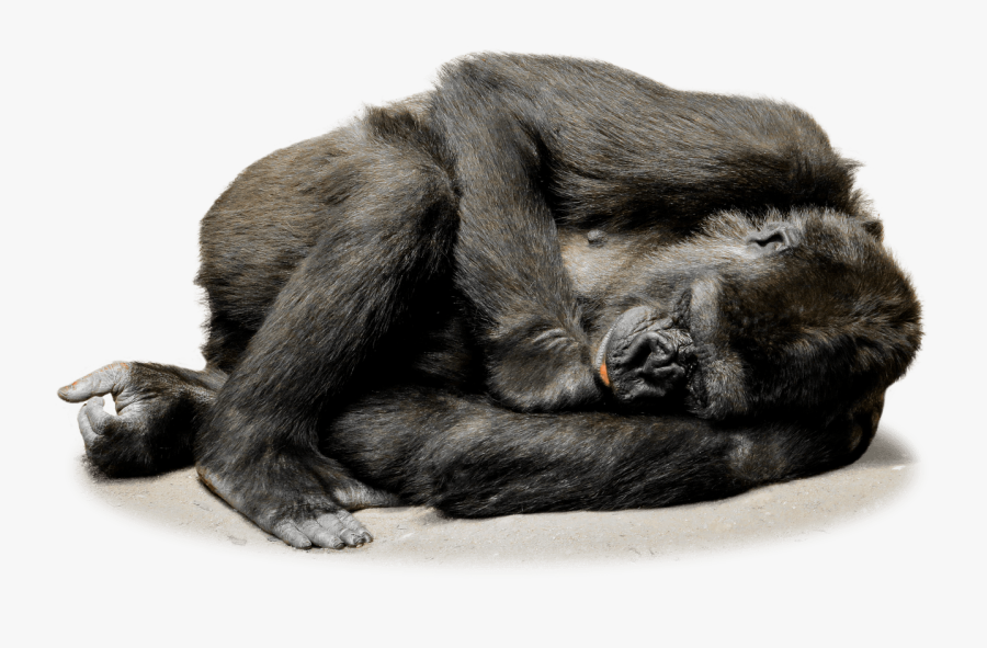Gorilla Resting - Sleeping Gorilla Png, Transparent Clipart