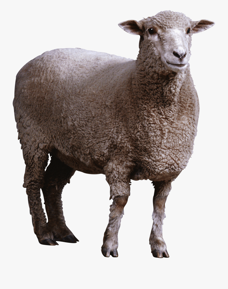 Download Sheep Free Png Photo Images And Clipart, Transparent Clipart