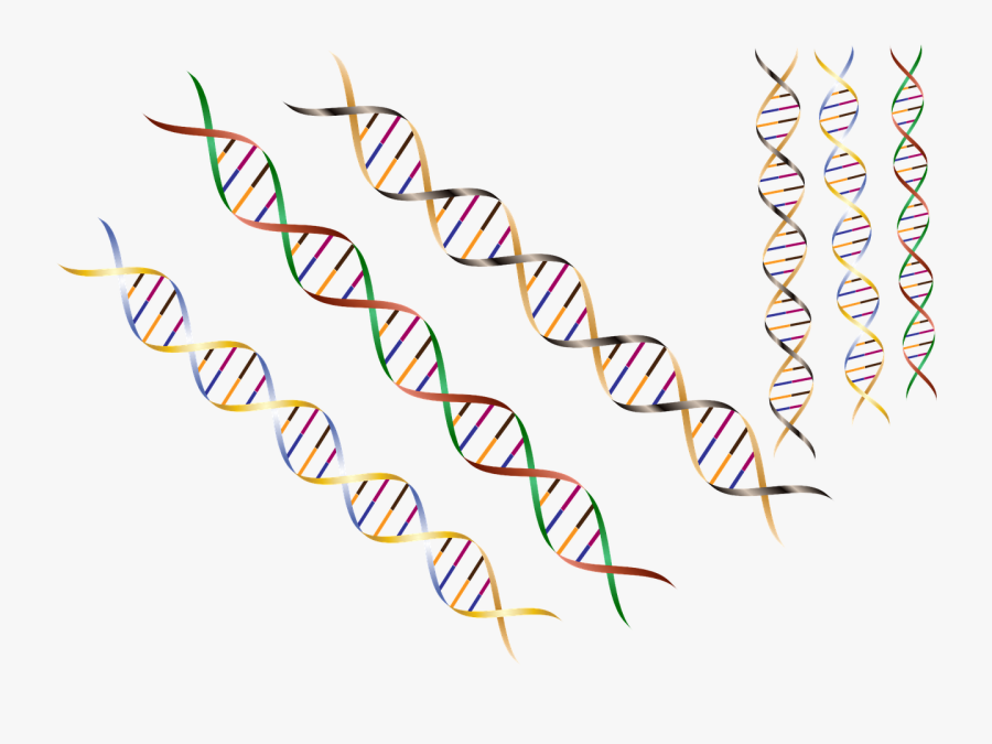 Dna Dna Strand Dna Helix Helix Png Image, Transparent Clipart