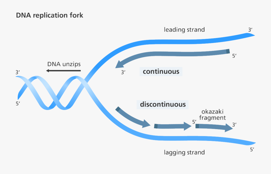 Enzymes Unzip The Helix Replication Discontinuous On One Strand
