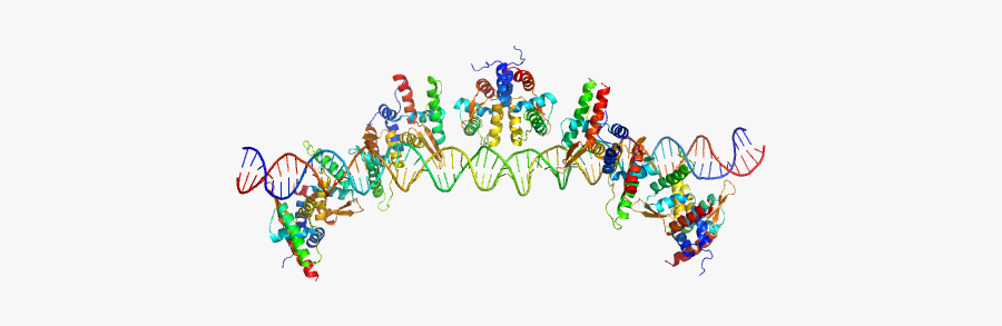 S48 Dna Strand 1 S48 Dna Strand 2 Tubr Of The Pxo1 - Graphic Design, Transparent Clipart