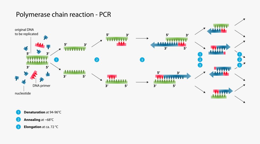 Polymerase Chain Reaction, Transparent Clipart