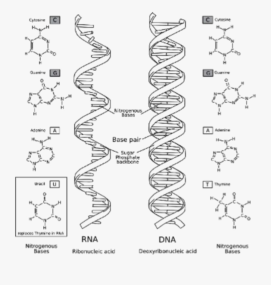 Labeled Dna And Rna, Transparent Clipart