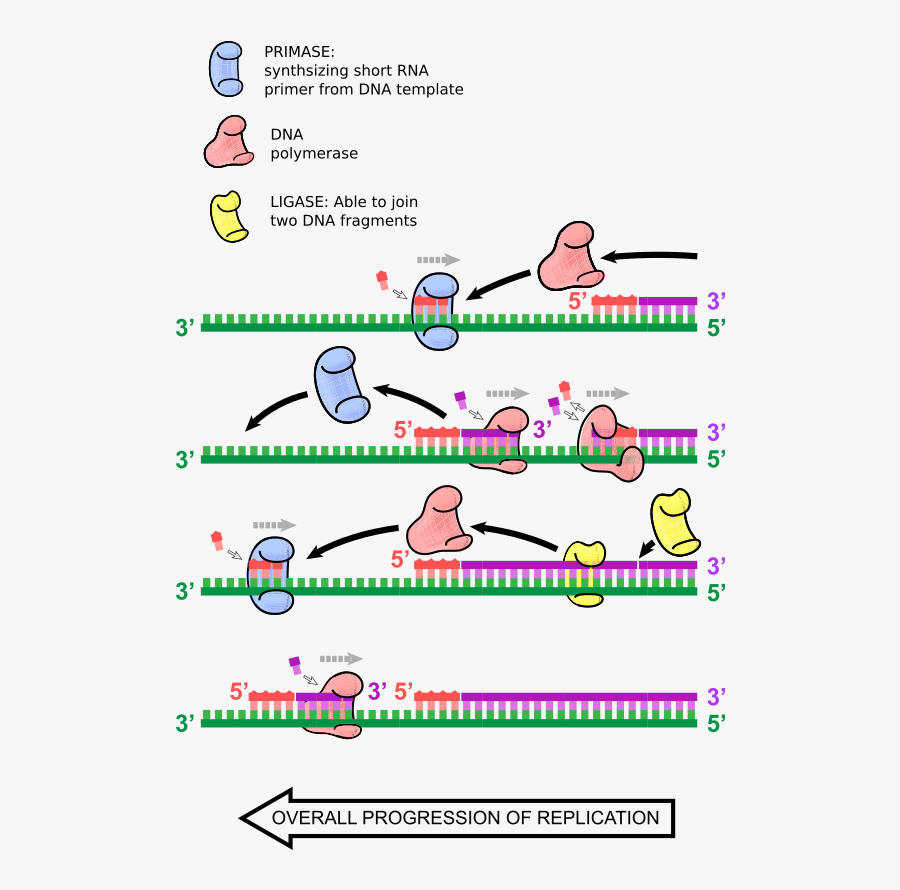 Stages Of Replication, Transparent Clipart