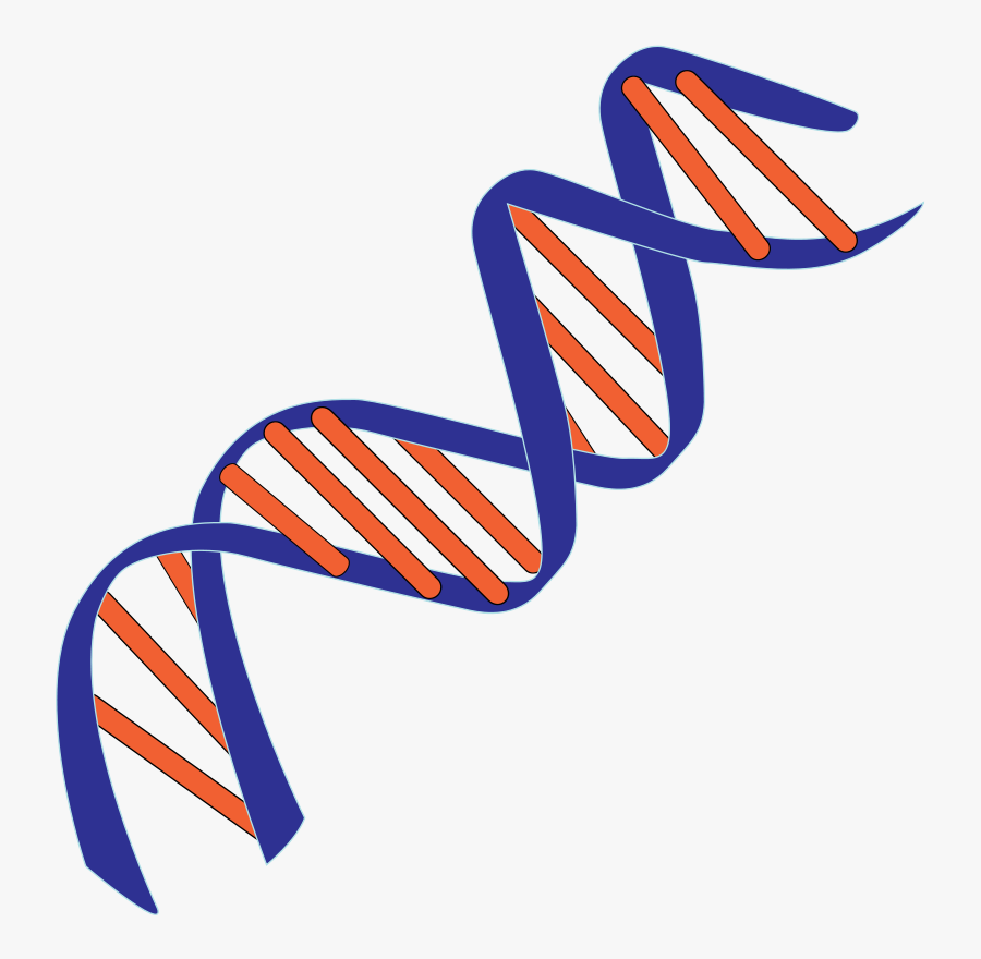 Dna Helix Png - De Novo Thymidine Synthesis, Transparent Clipart