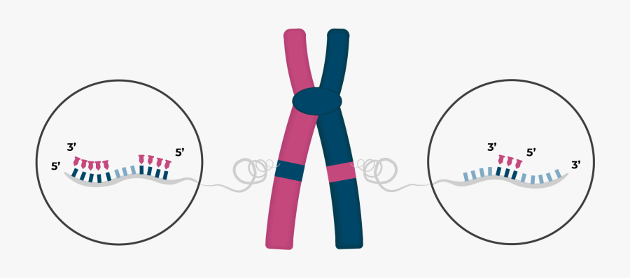 Chromosome With Dgh Probes, Transparent Clipart