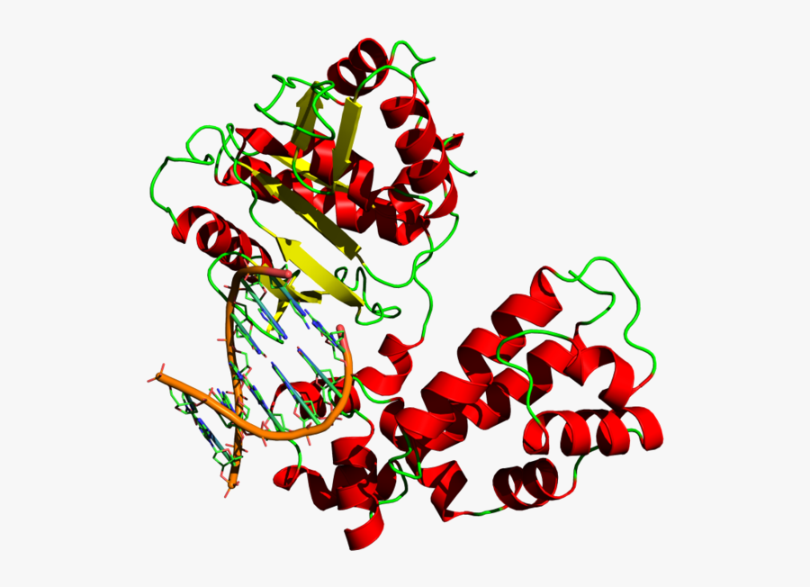 What Is The Role Of Dna Polymerase In Replication - Dna Polymerase Png, Transparent Clipart