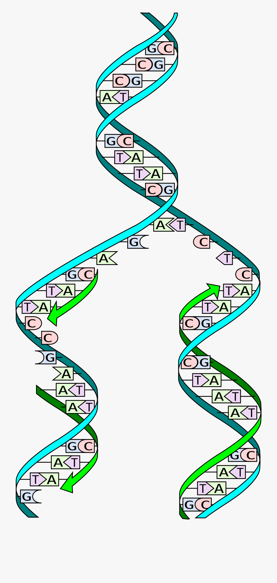 Dna Replication, Transparent Clipart