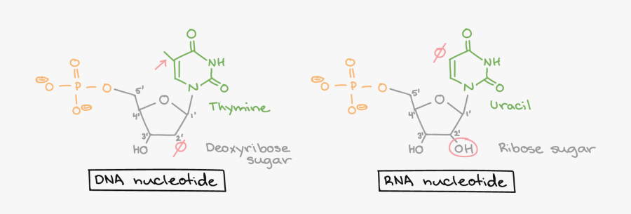 Nucleotide Khan Academy, Transparent Clipart