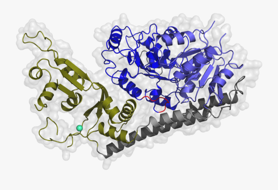 Kristallstruktur Der Humanen Recq4 Helikase - Recq4 Structure, Transparent Clipart