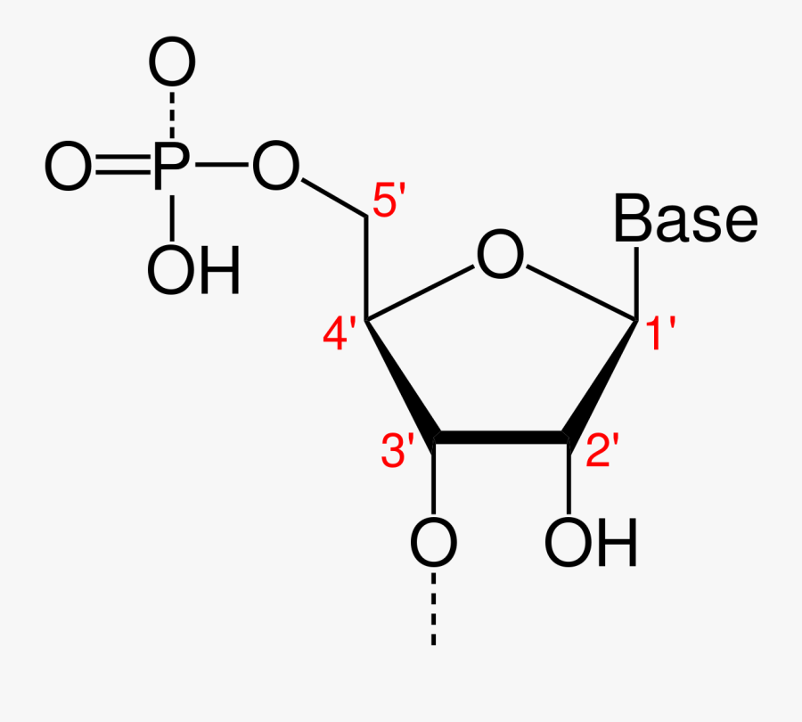 Transparent Atom Dna Transparent Png Clipart Free Download - Structure Of A Deoxyribonucleotide, Transparent Clipart