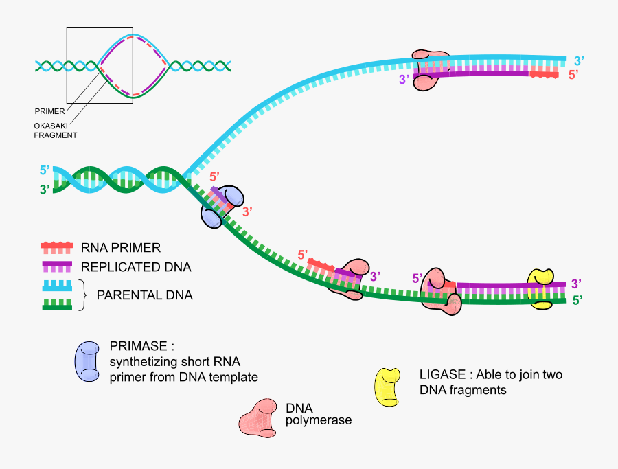 Diagram, Transparent Clipart