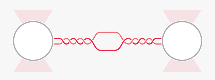 Dna Breathing Optical Tweezers Fluorescence Microscopy, Transparent Clipart