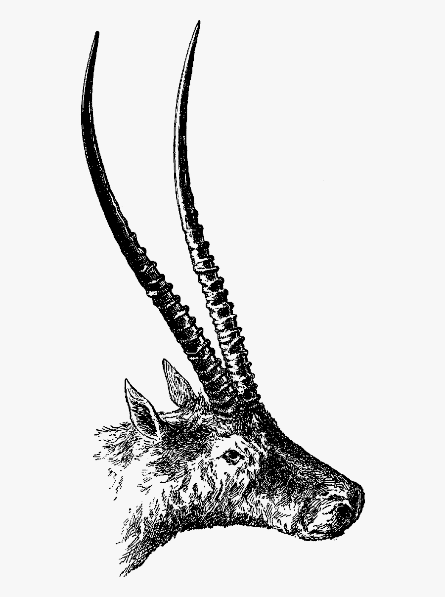 Deer, Transparent Clipart