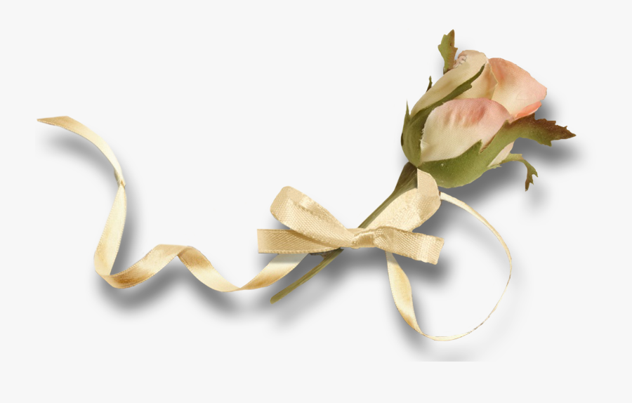 Garden Roses, Transparent Clipart