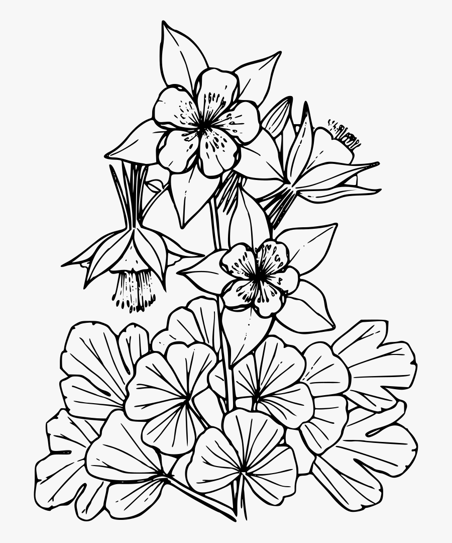 Line Art,plant,flora - Black And White Blue Columbine, Transparent Clipart