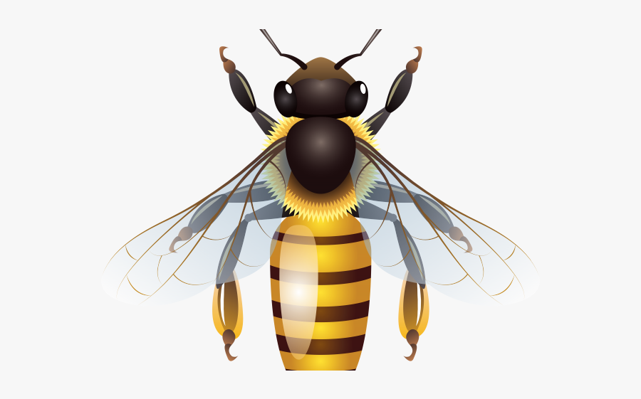Wasp Clipart Hive - Bee Clipart, Transparent Clipart
