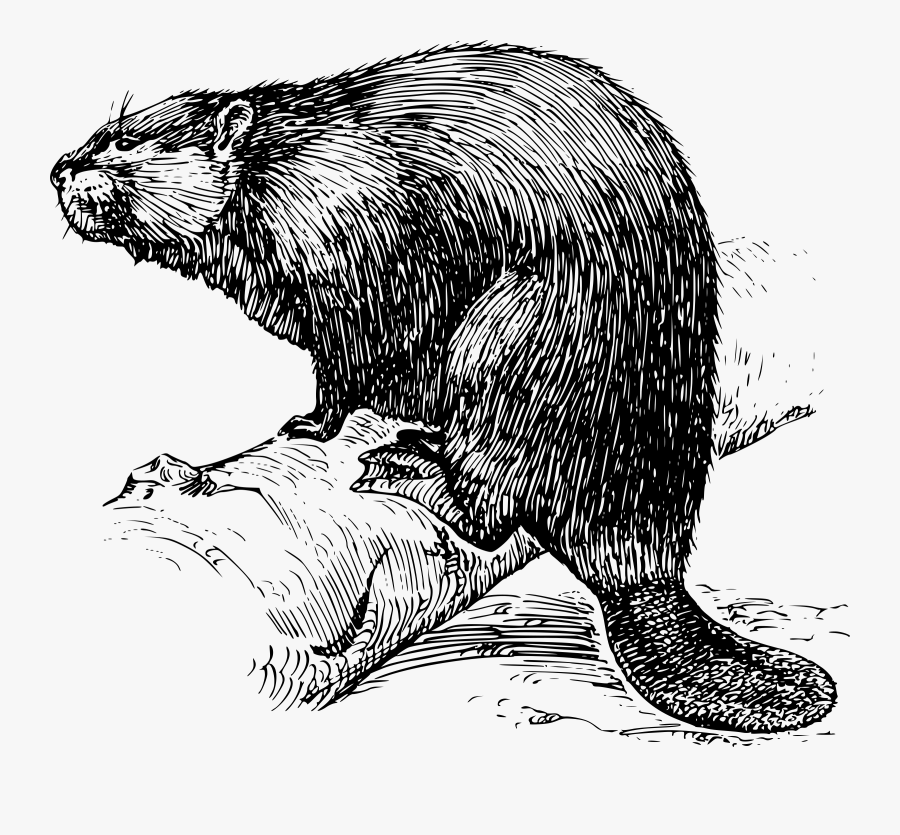 Groundhog Clipart Beaver - Beaver Black And White, Transparent Clipart