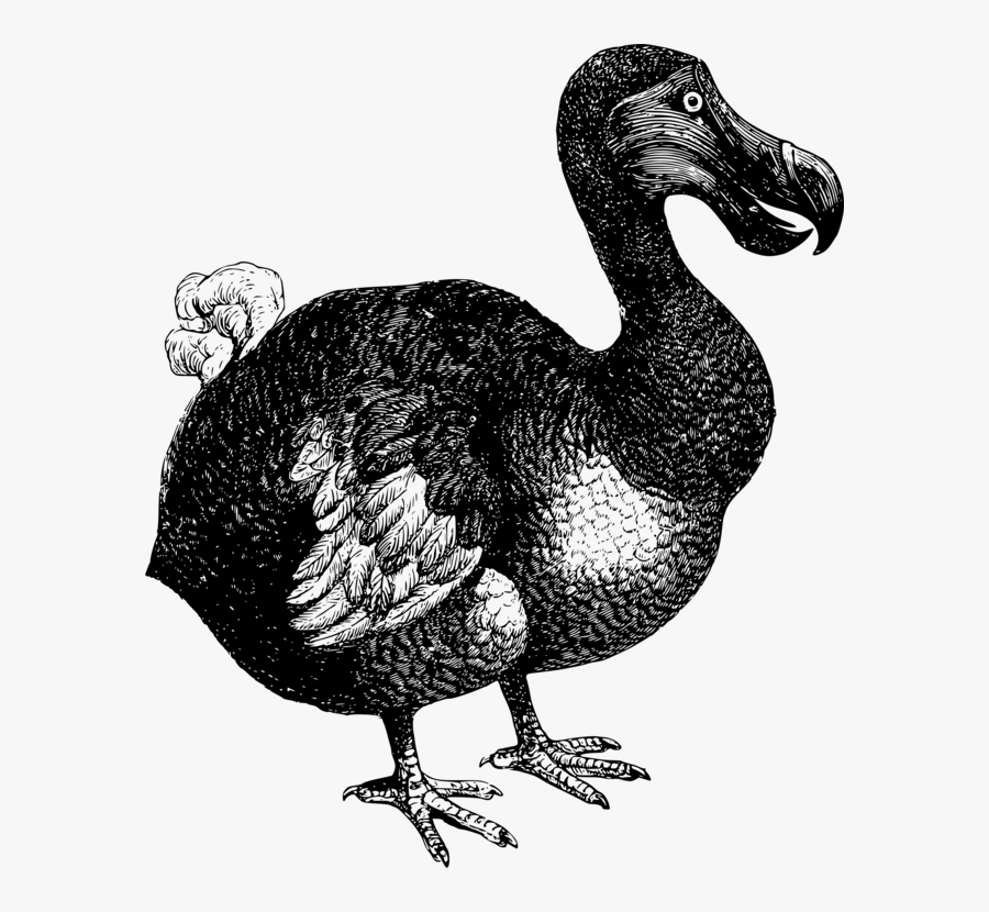 Poultry,flightless Bird,galliformes - Dodo T Shirt, Transparent Clipart