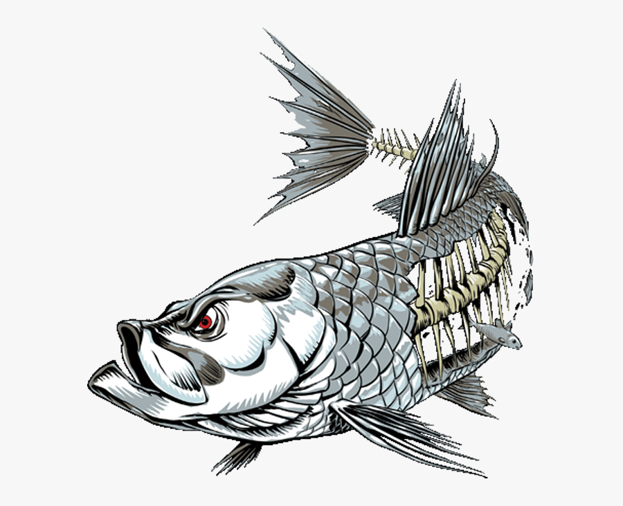 Tarpon Skeleton Clipart , Png Download - Tarpon Clip Art, Transparent Clipart