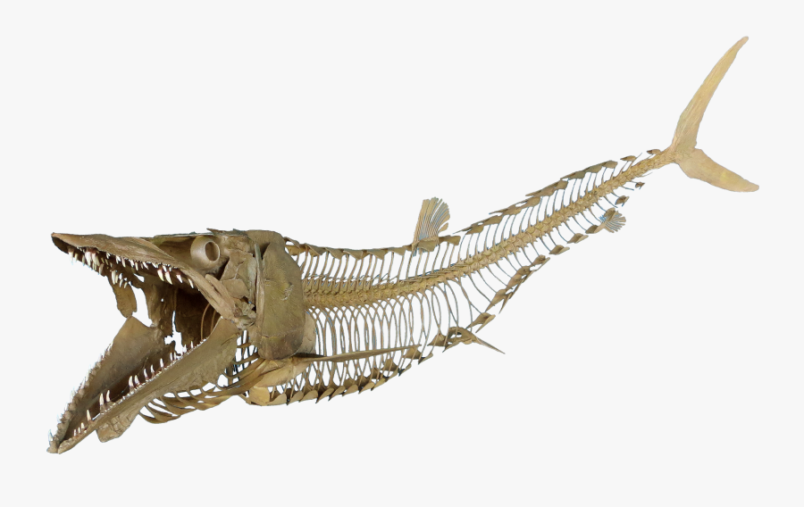 Transparent Fish Skeleton Png - Fish Skeleton Transparent, Transparent Clipart