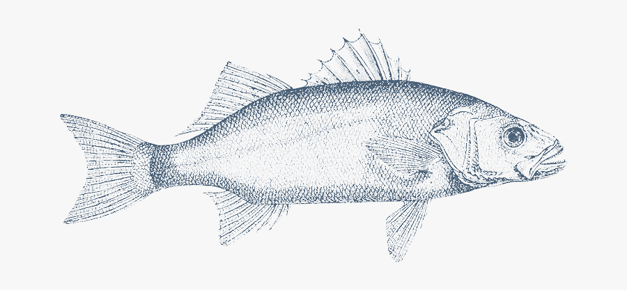 Sardine Clipart Long Fish - Carp, Transparent Clipart